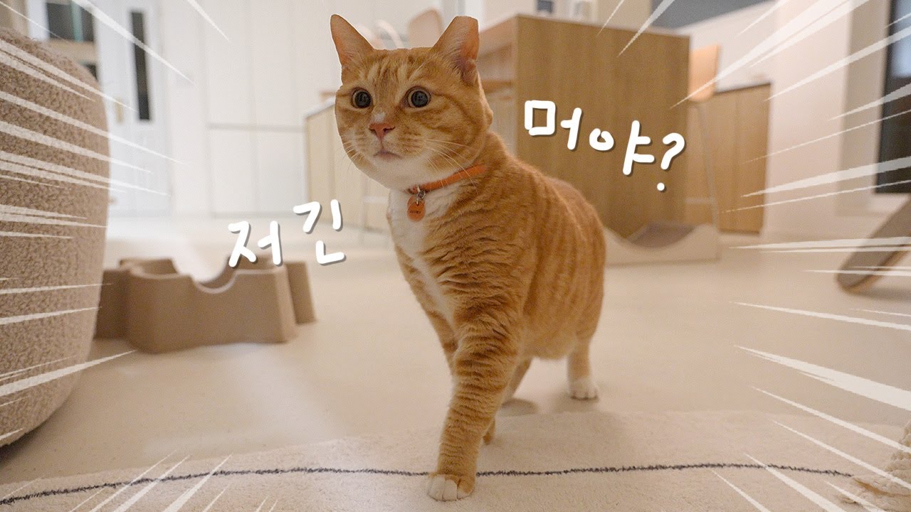 중정이 너무 궁금해 견딜 수 없는 표정