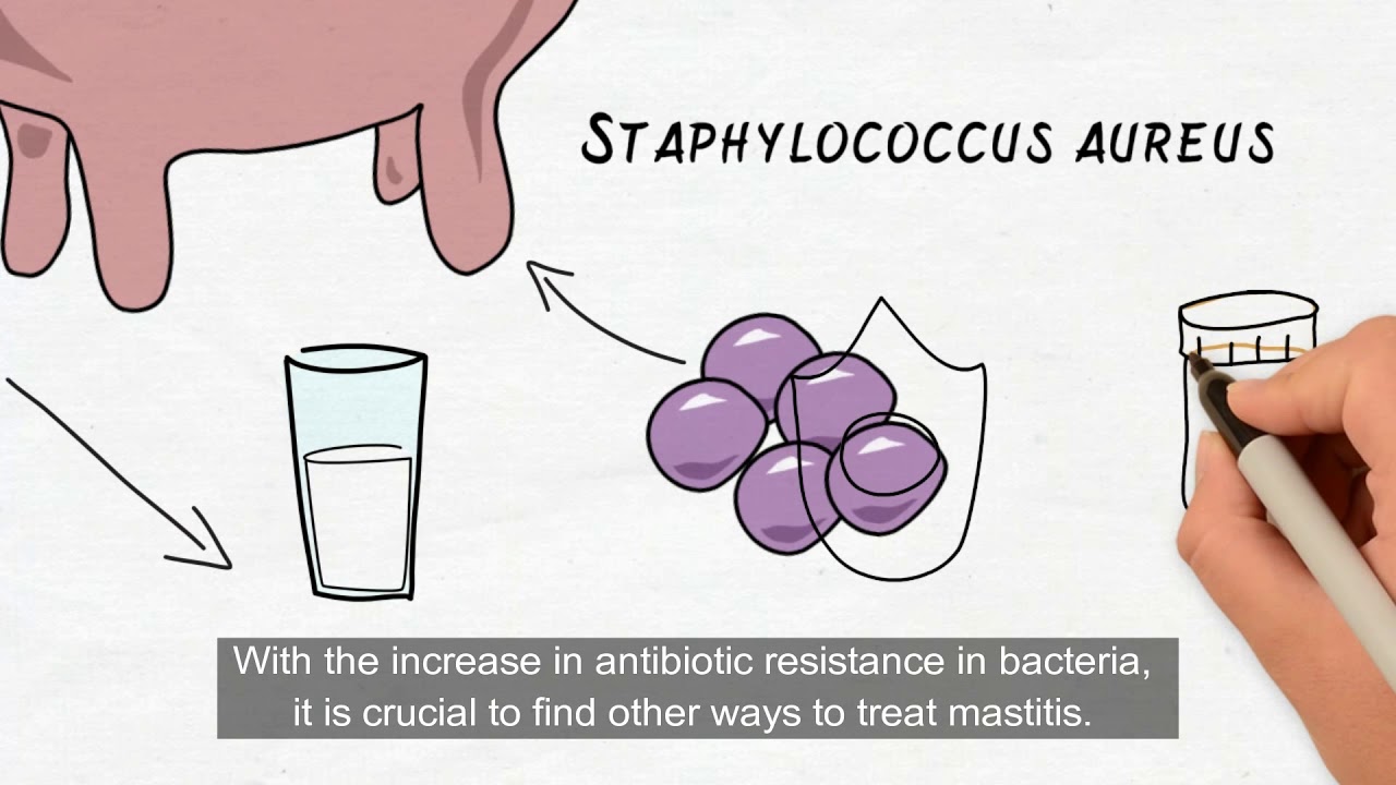 Comprendre le lait - Melina Cyrenne - Universite de Sherbrooke