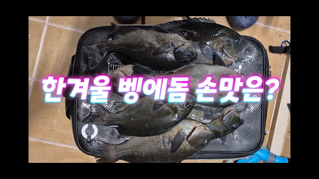 한겨울 벵에돔 손맛은