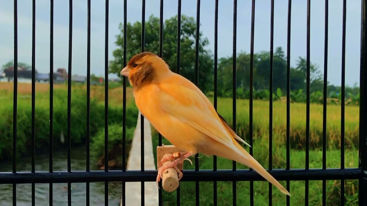 Your Canary Will NOT STOP SINGING With This Training Song‼️Yellow canary Sing