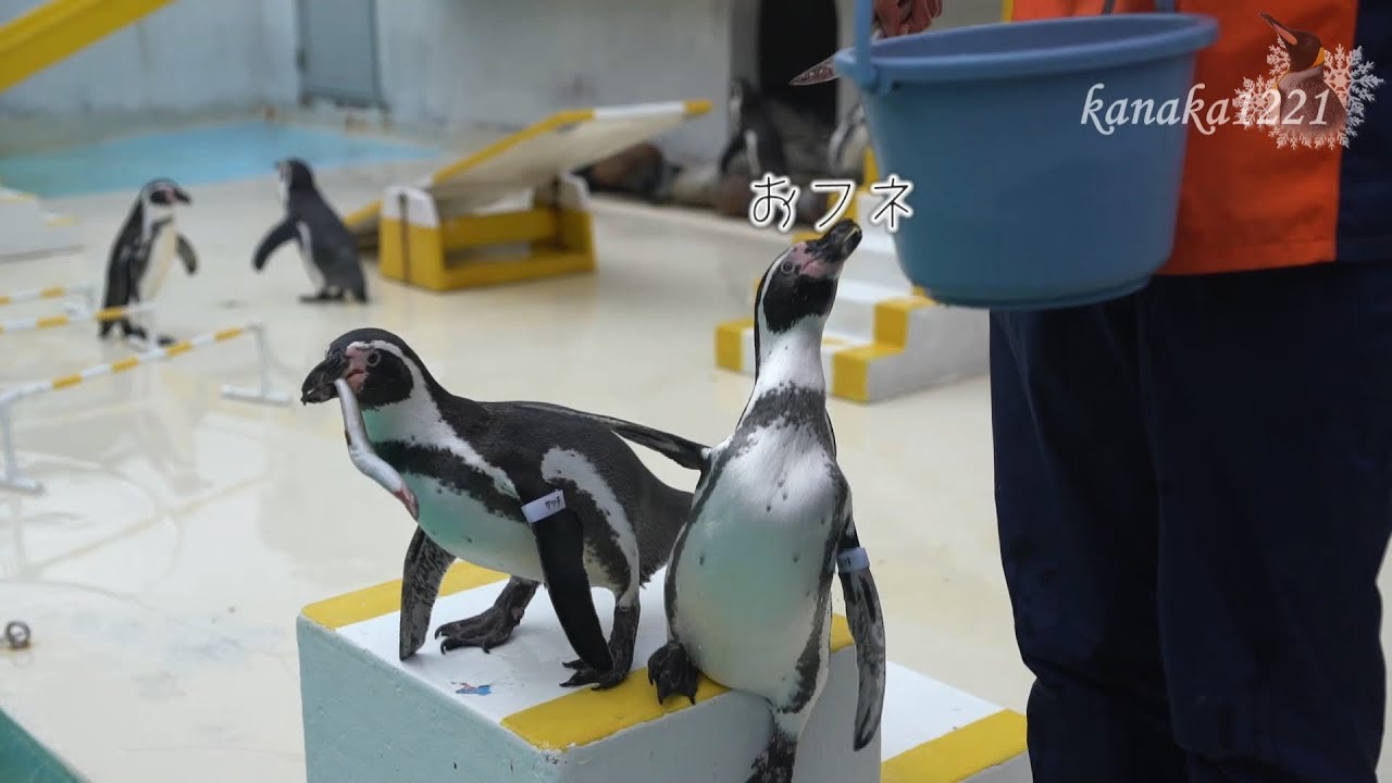 おたる水族館 ペンギンショー・おフネちゃん最初だけ頑張る