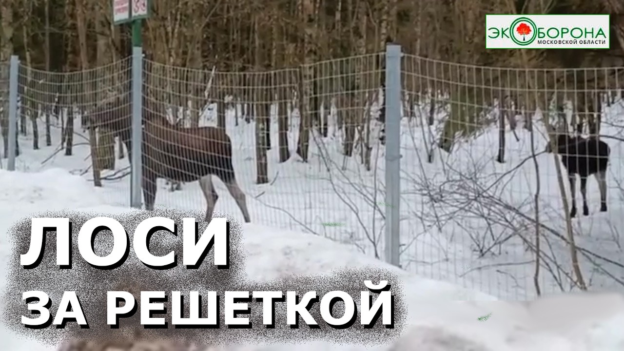 🦌Лоси оказались 
