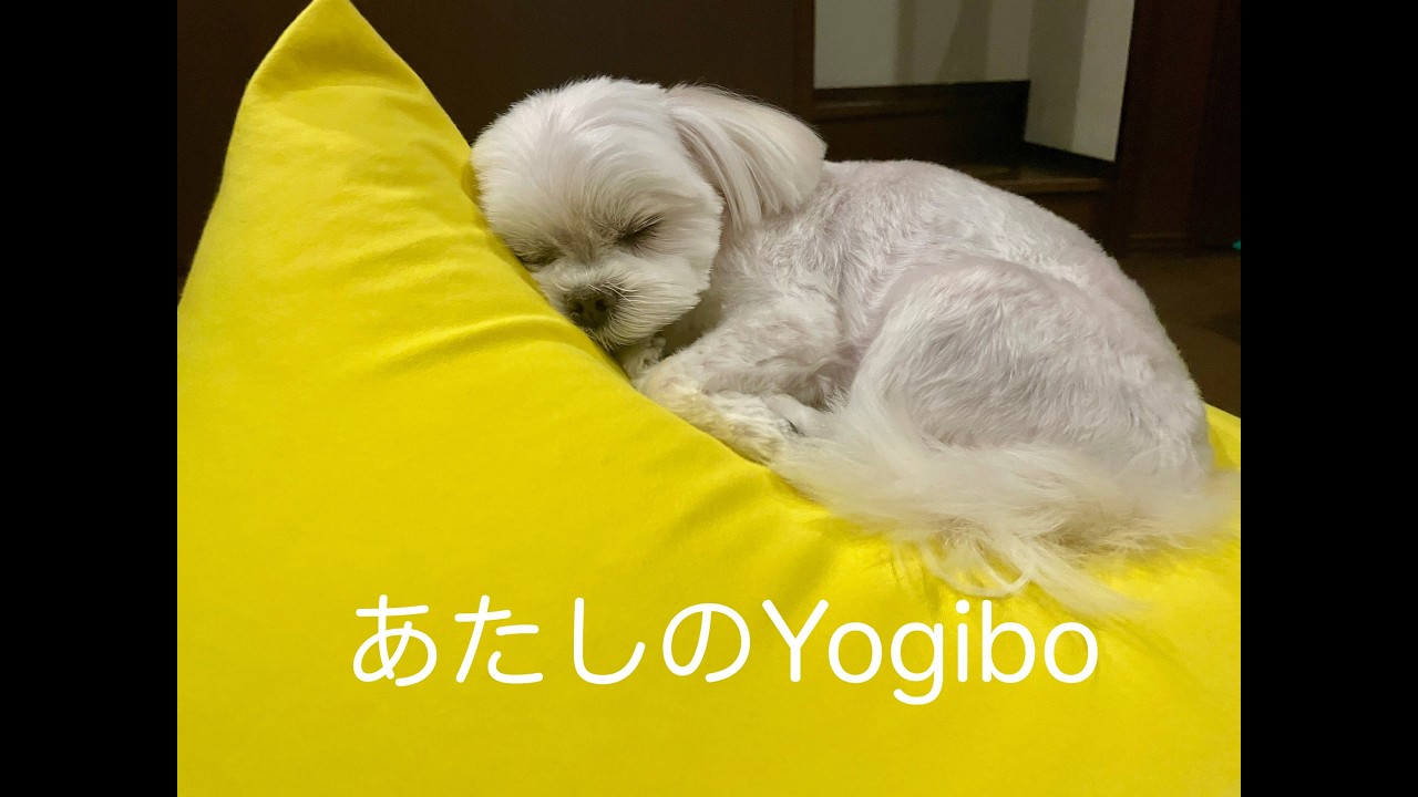 Yogiboをこよなく愛しているリリちゃん