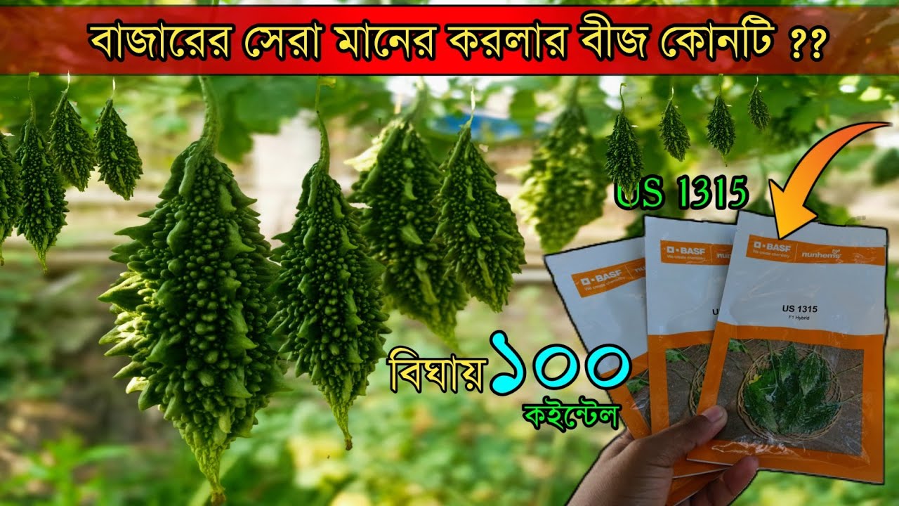 বাজারের সেরা মানের করলা বীজ কোনটি? এবছর কোন করলার বীজ লাগাবেন? karola chas।