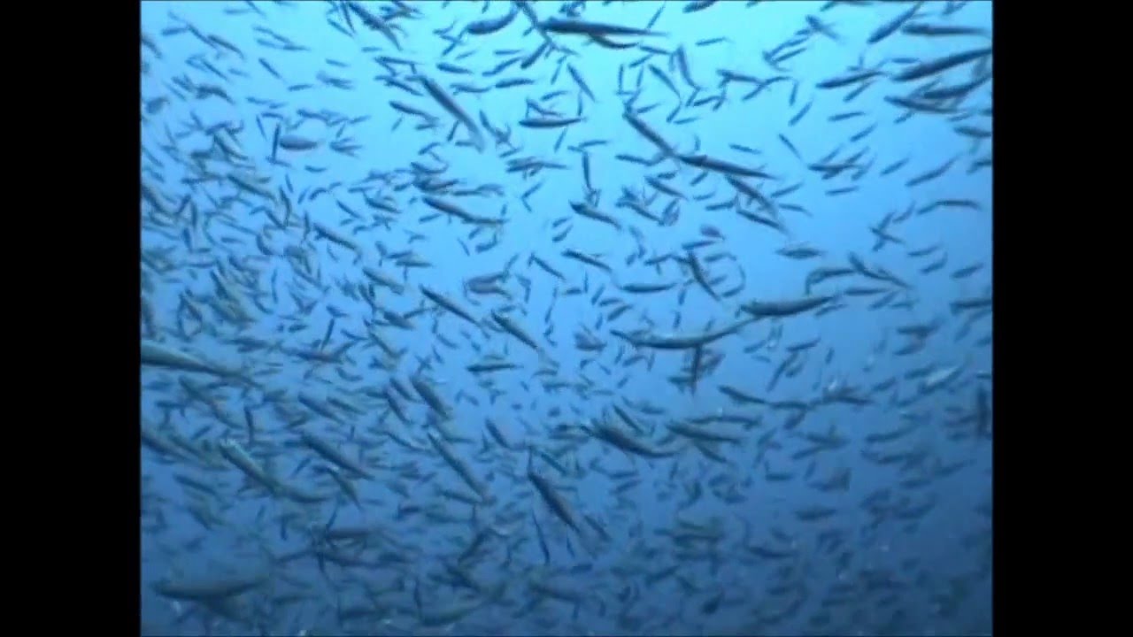 Buceoaguadulce & Draga Nautilus