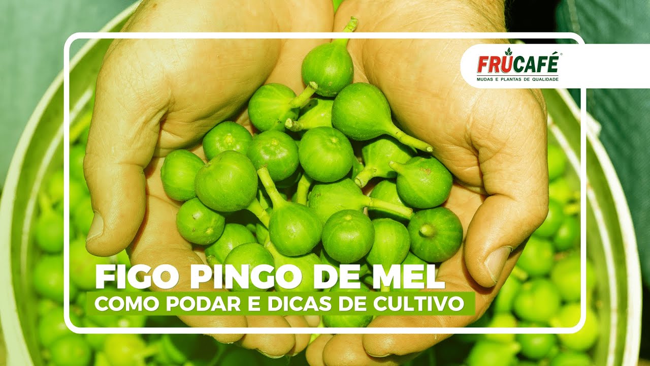 Você Conhece o Figo Pingo de Mel? Como Fazer a Poda e Dicas de Cultivo Dessa Fruta Especial!!