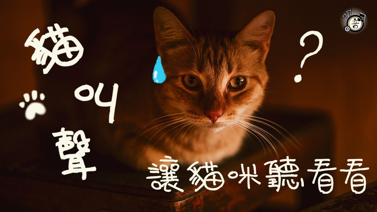 貓叫聲 貓咪叫聲 貓咪會有反應的聲音