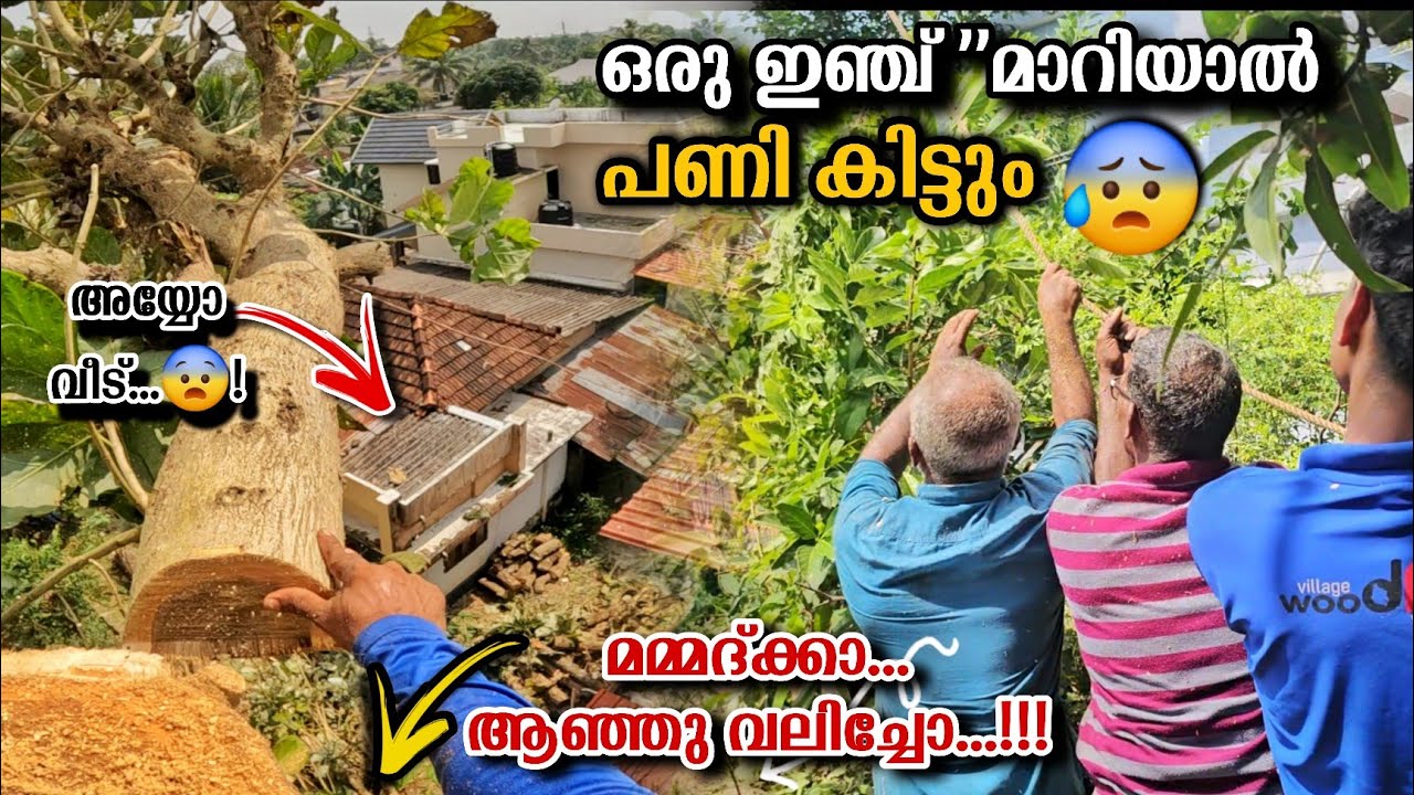 കോട്ടയം ജില്ലയിൽ പോയി ഒരു തേക്ക് മുറി🌳😮!  ഒരു ചെറിയ പിഴവ് മതി വലിയ നഷ്ടങ്ങൾ ഉണ്ടാവാൻ! Kottayam🌳