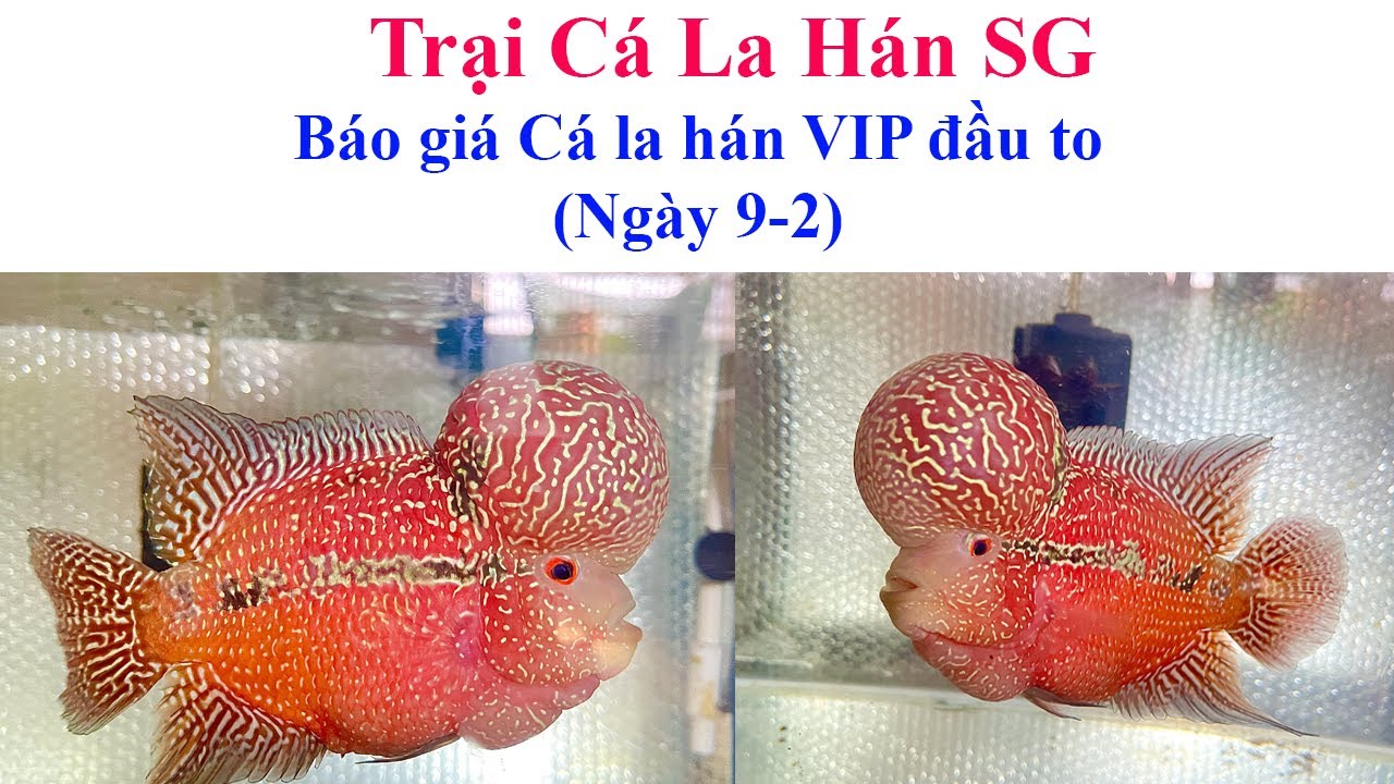 Báo giá cá la hán Kamfa đẹp, đầu to (ngày 9-2) - Trại Cá La Hán SG