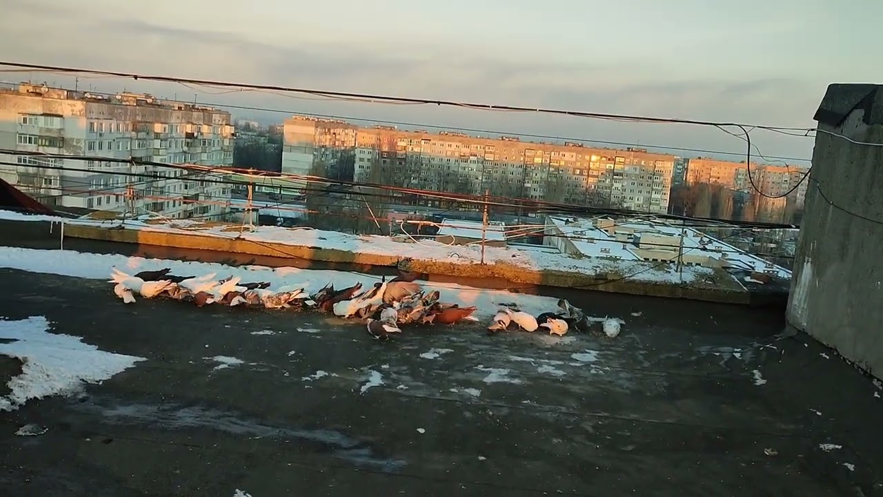 Николаевские голуби,главное результат. 1часть 