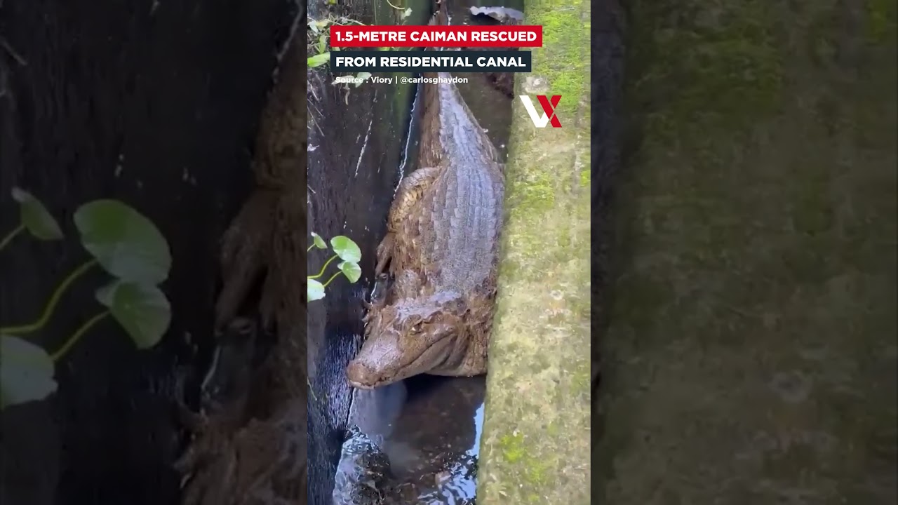 1.5-Metre Caiman Found In Venezuela Residential Drain Sparks Rescue Operation | VERTEX