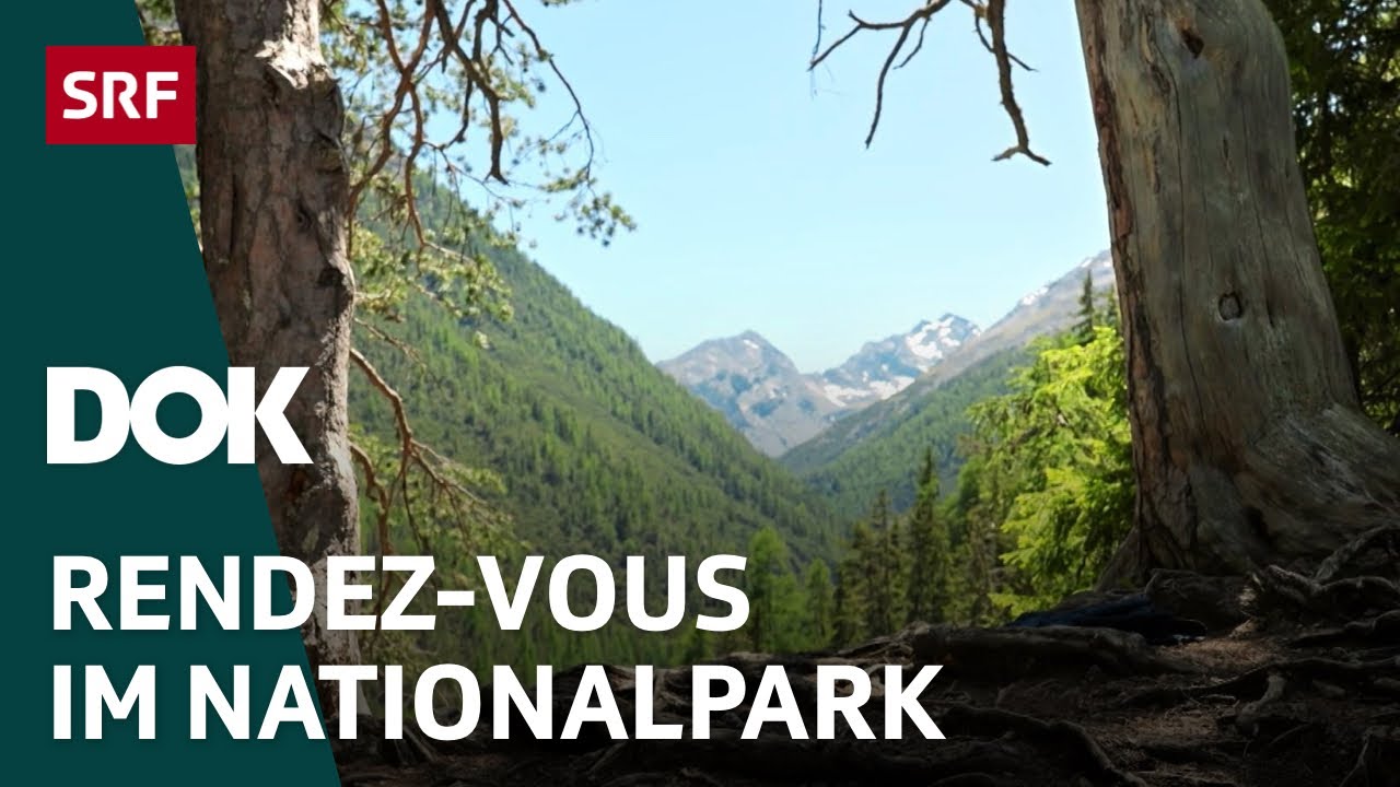 Naturpärke der Schweiz – der Schweizerische Nationalpark im Graubünden (5/5) | DOK | SRF Wissen