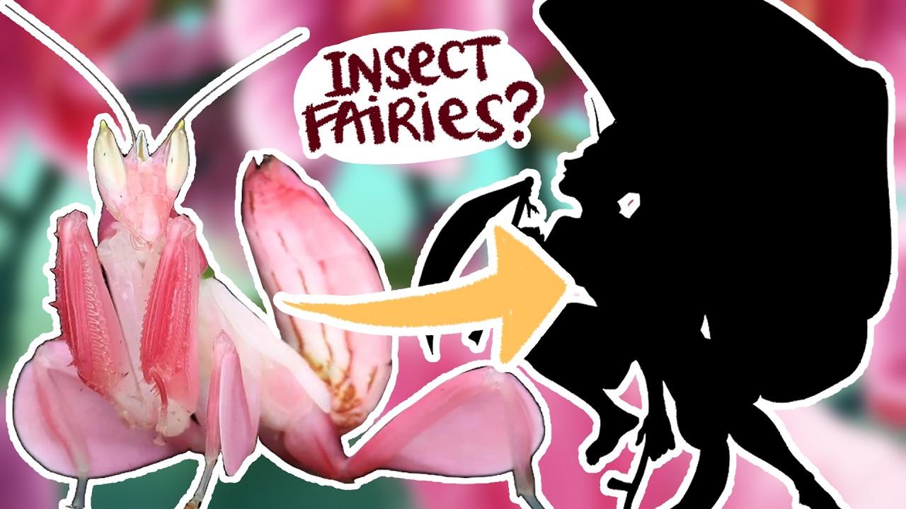 Drawing FAIRIES based on INSECTS?! 🧚🪲🦋