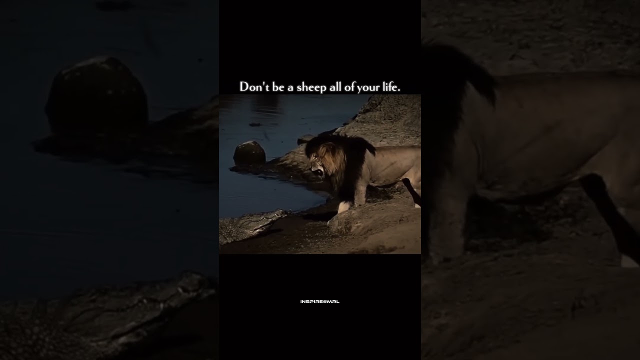 mindset of Scarface 🦁 ✨. #scarface #lion #shortsfeed #ytshorts #newsong #capcut #viralshort #quotes
