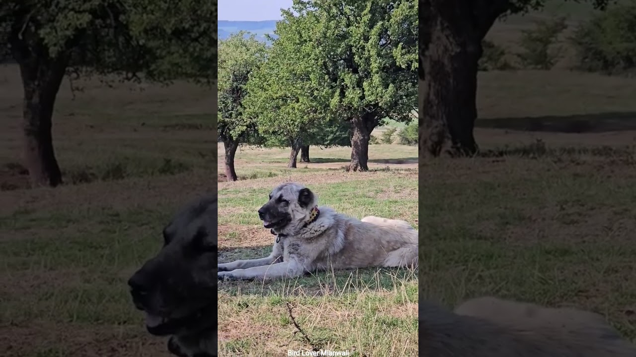 Kangal Dog Breed Shepherd Dog Sheep Guard Dog Security Dog Protection dog