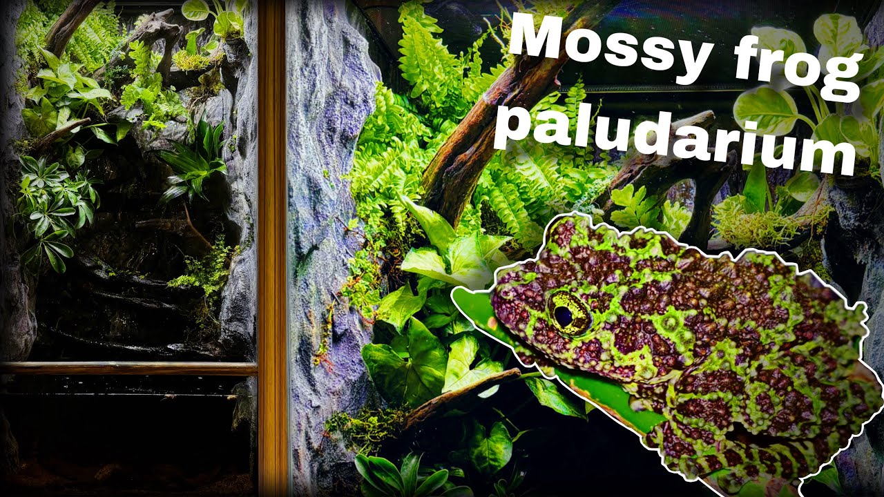 Naturalistic Vietnamese mossy frog paludarium w/drip wall feature