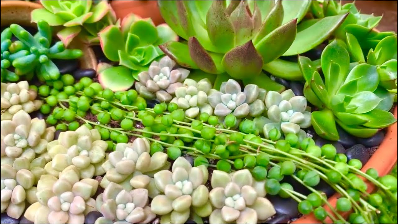 Succulent Arrangement Makeover