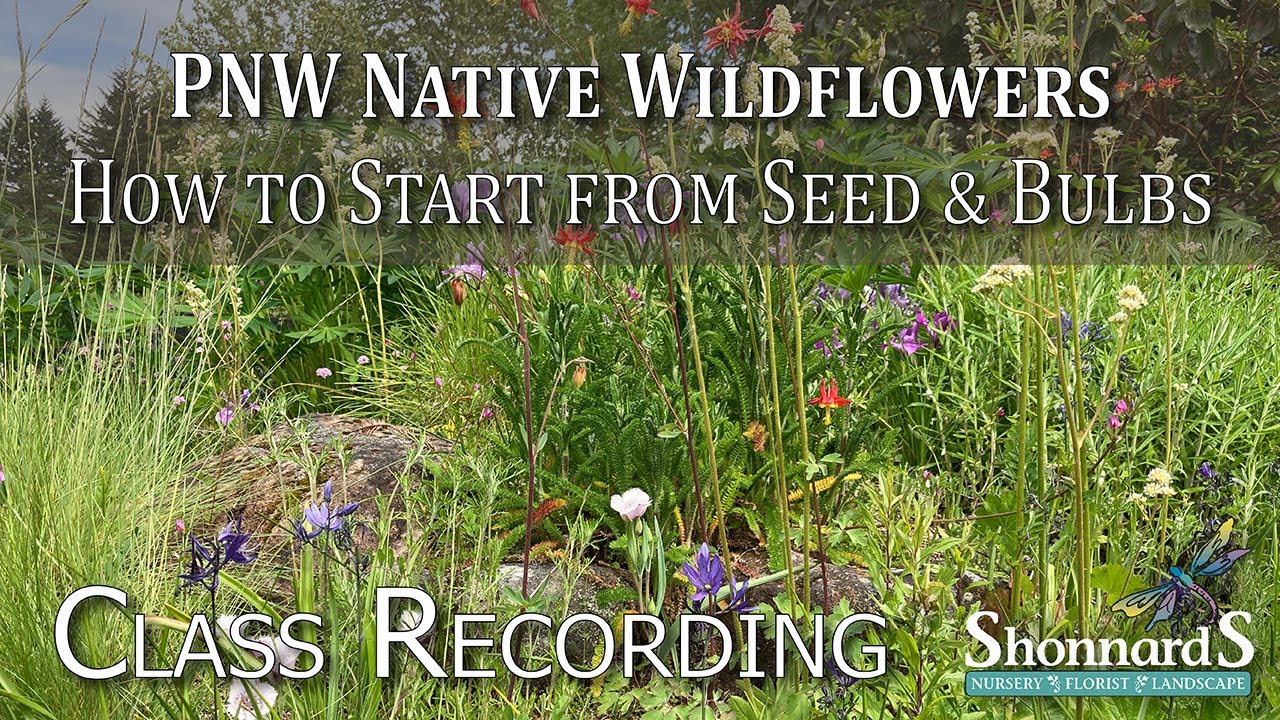 Starting PNW Wildflowers from Seeds and Bulbs - 2025 Class Recording