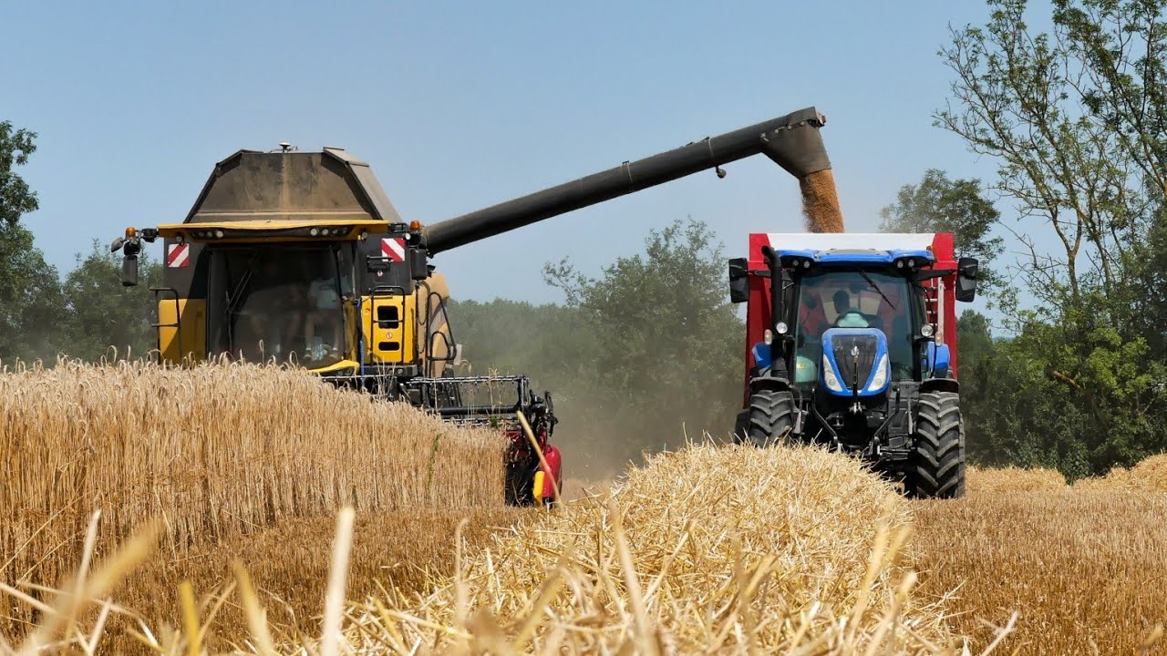 Moisson du triticale 2025