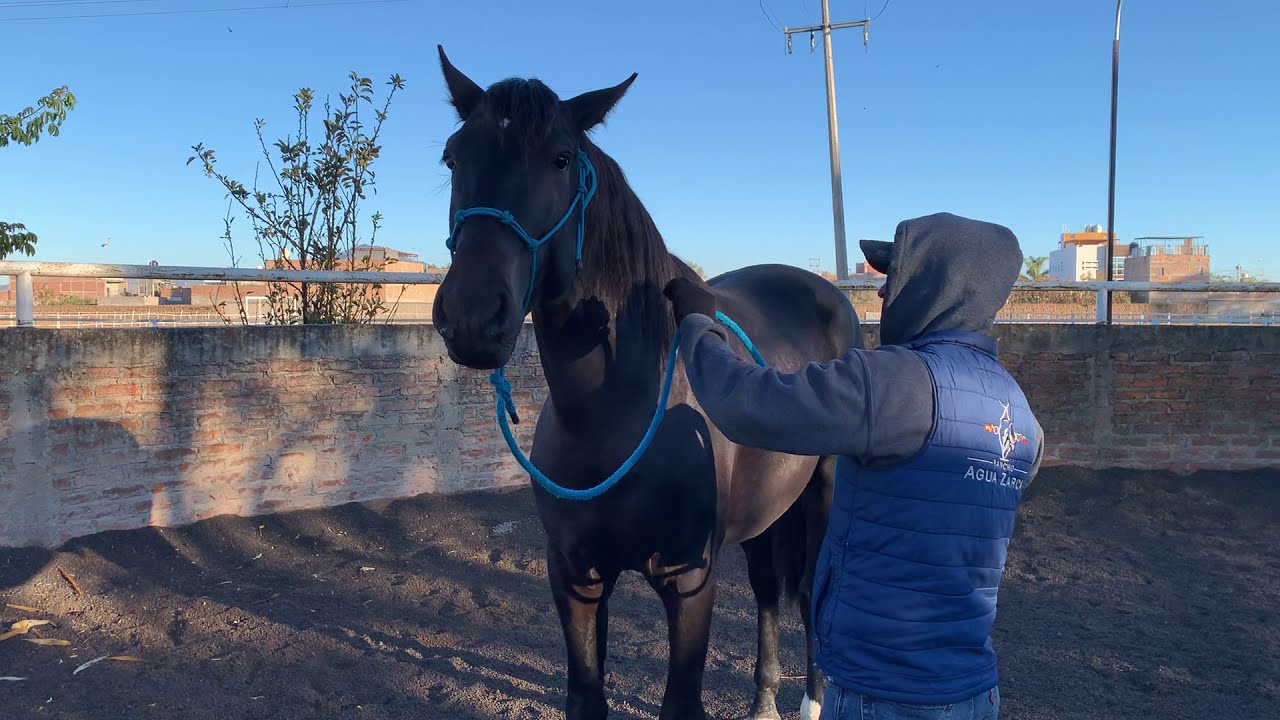 Evitar/Quitar Mordisqueo de Caballo, Doma tu Caballo en Agua Zarca, Caballos Españoles Agua Zarca