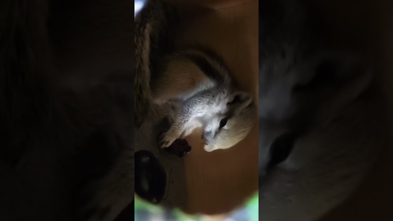 Baby squirrel enjoying food/Vetsdiary 