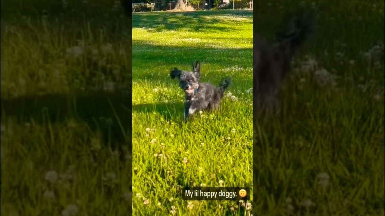 Where is Miles? 🤔🐕&zwj;🦺