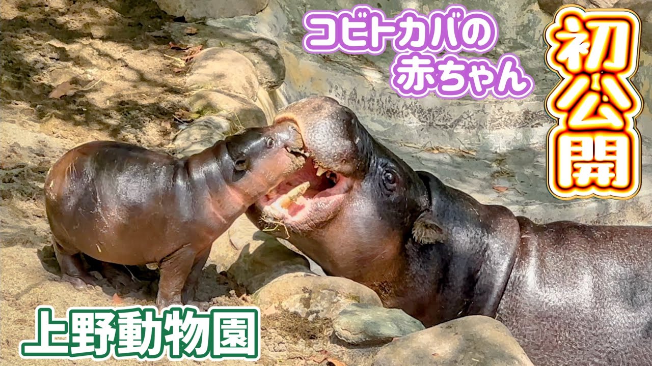 上野動物園の可愛すぎるコビトカバの赤ちゃん本日公開❗️ 4月8日