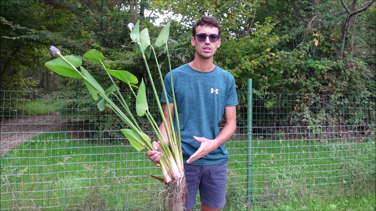 Cómo plantar plantas palustres en el estanque paso a paso