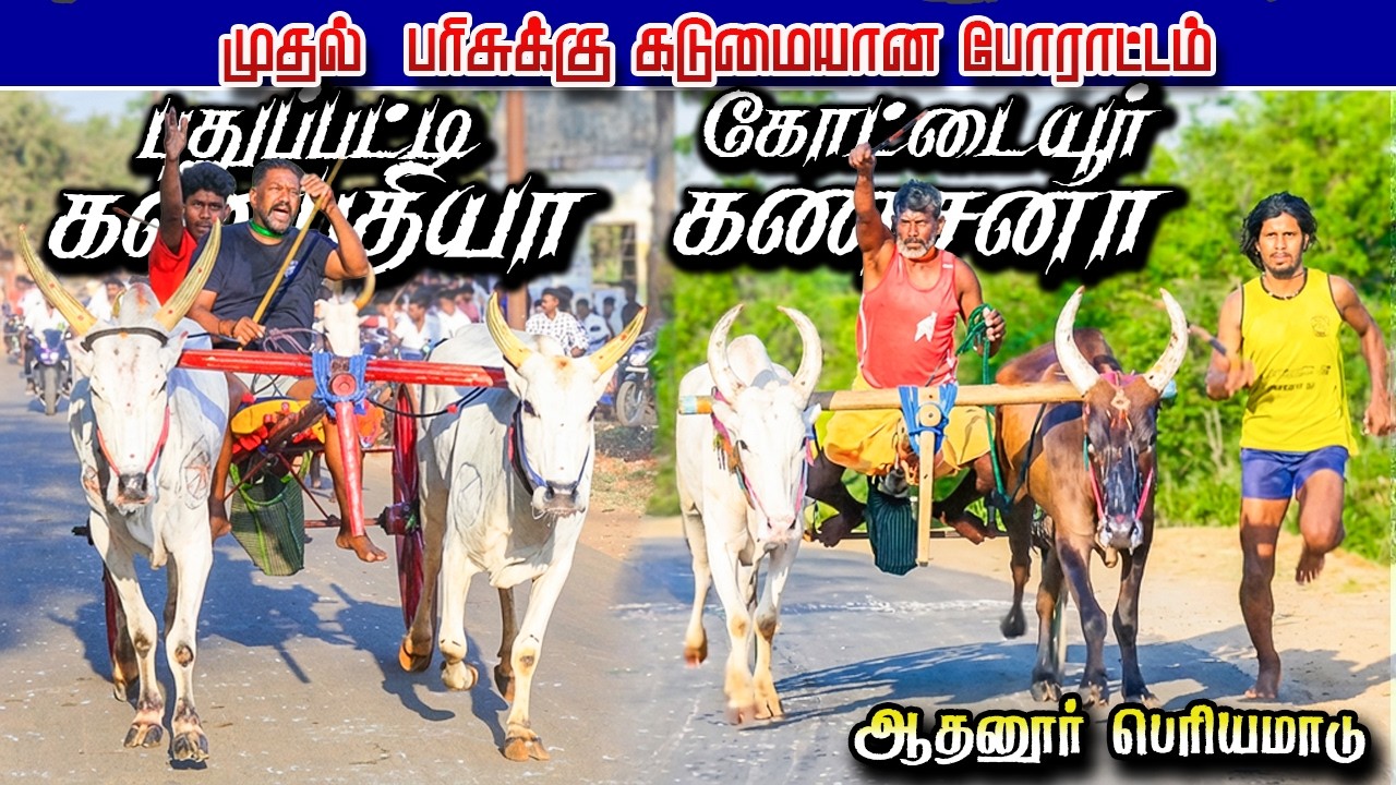 ஆதனூர் பெரியமாடு 25/03/2026 #krish_studio_kattumavadi