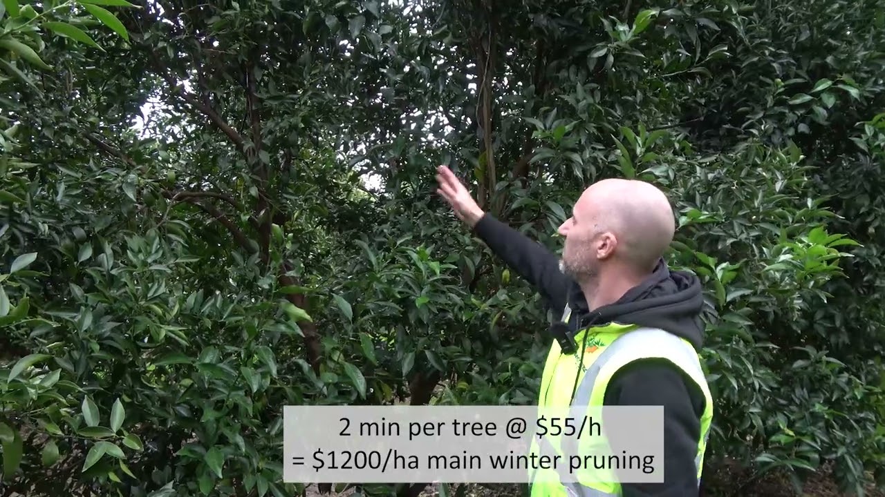 Andrew Pergoliti describes how he prunes his Imperial mandarins