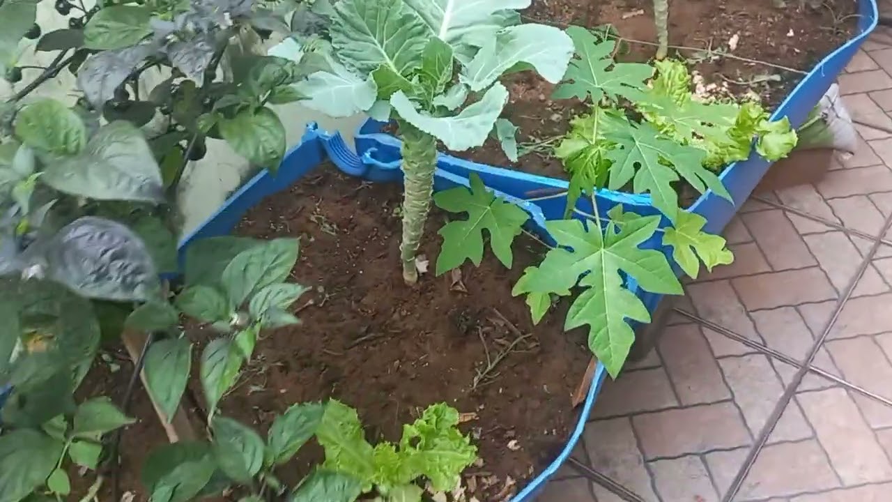 Nossa verdura orgânica 