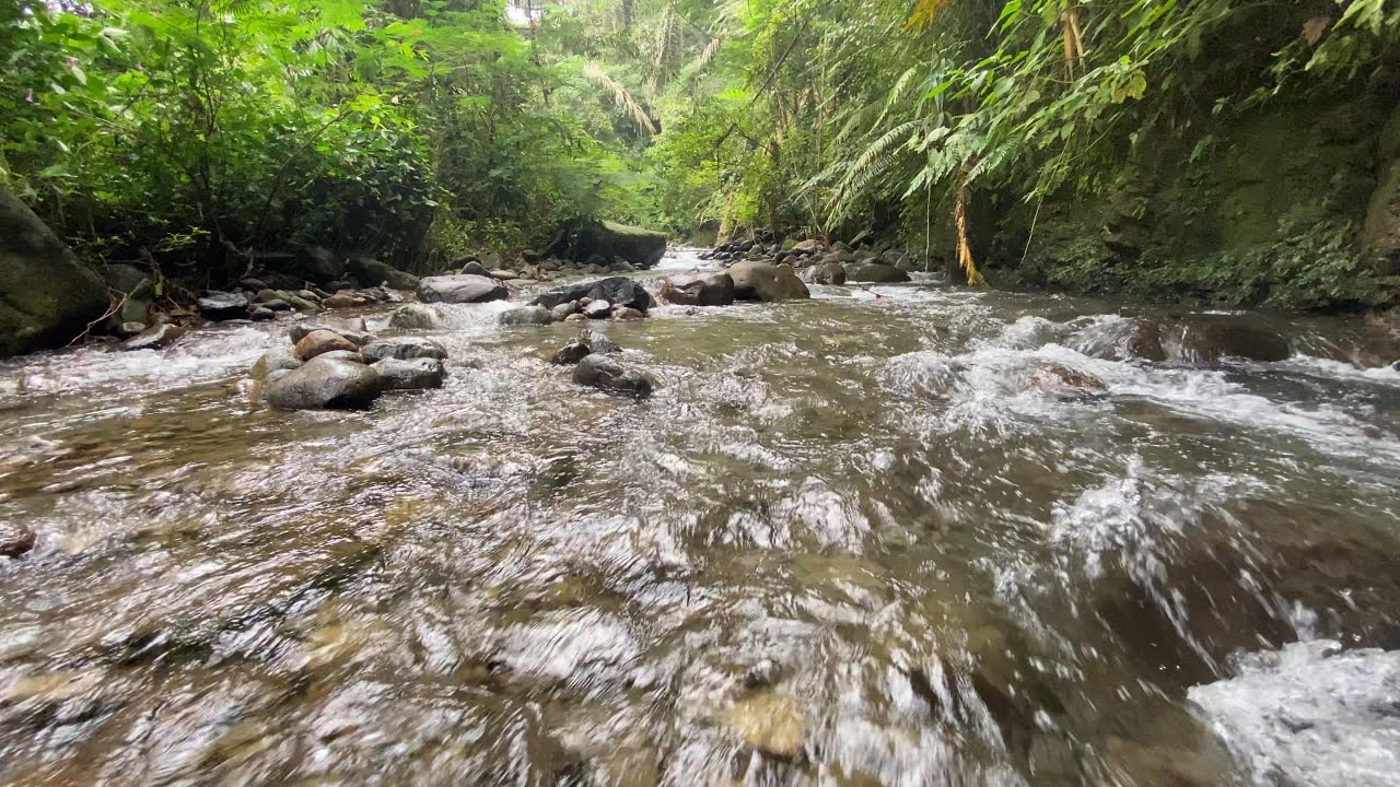 Forest River Sounds for Sleeping | 8 Hours of Deep Relaxation