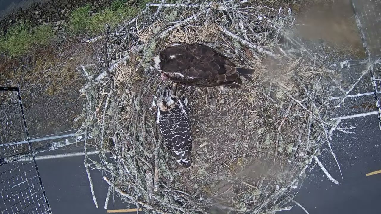 07.17.2024 Feeding with remaining chick