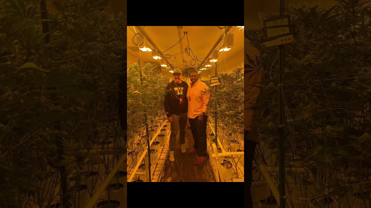 Colorado Harvest Company Dispensers tour #shorts
