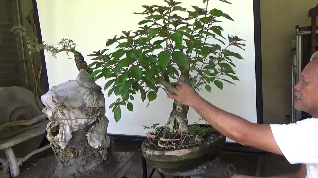 Bonsai Tutorials for Beginners : Shortening a Nursery Plant to become a bonsai