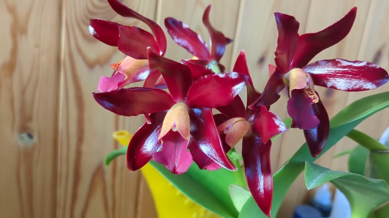 Цветение шоколадных капель/ Blooming of Cattleante chocolate drops