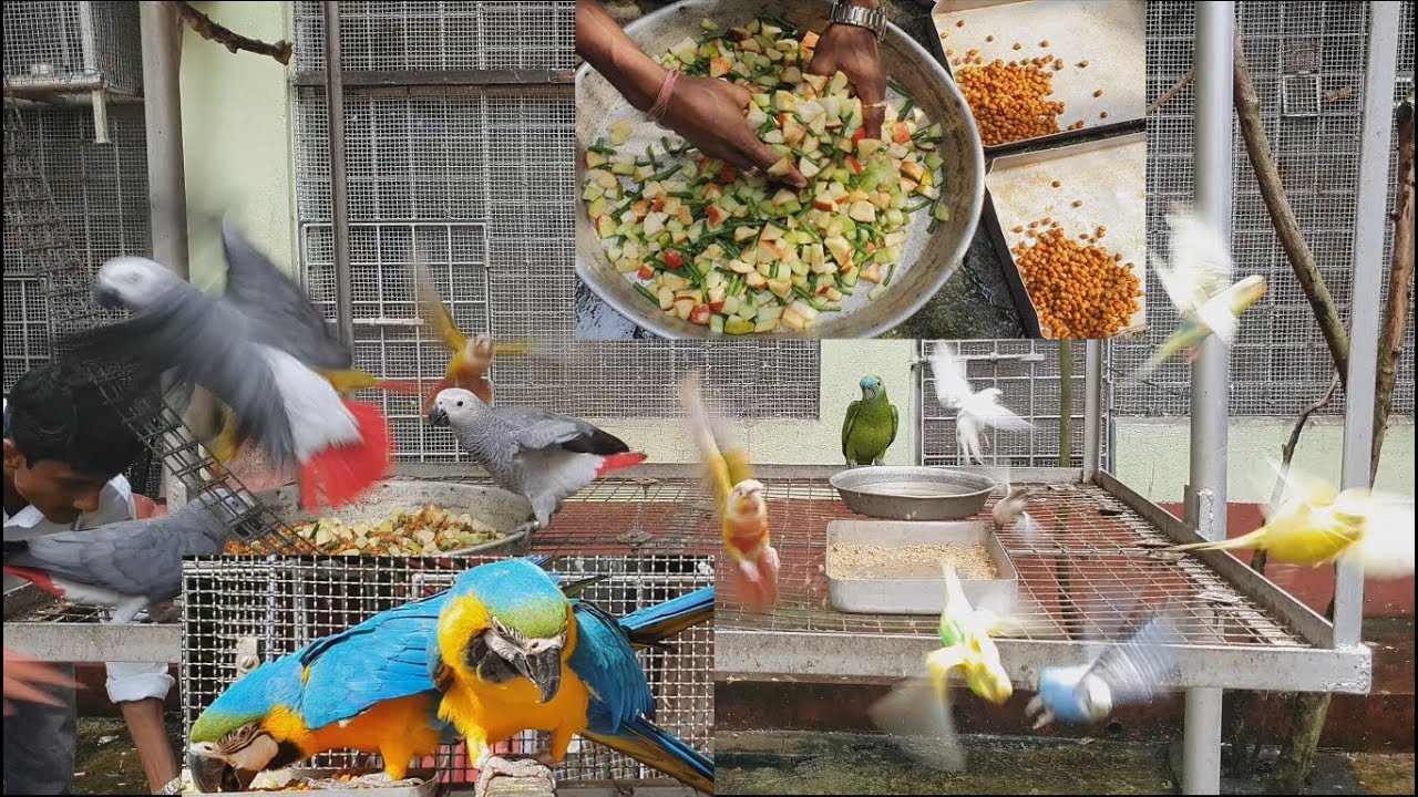 Foods And Seeds For Birds in A Day / Proper Diet Of Foods For Birds Parrots.