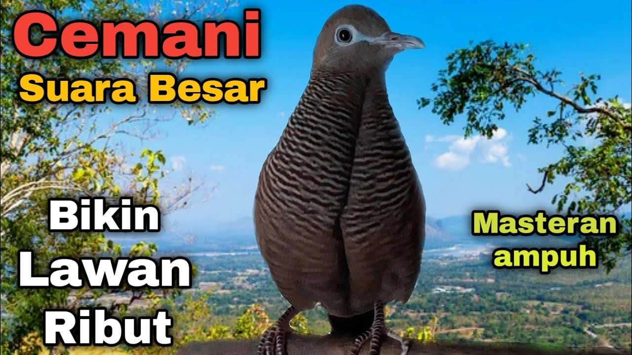 Perkutut cemani gacor SUARA BESAR sekali putar 100% bikin ribut