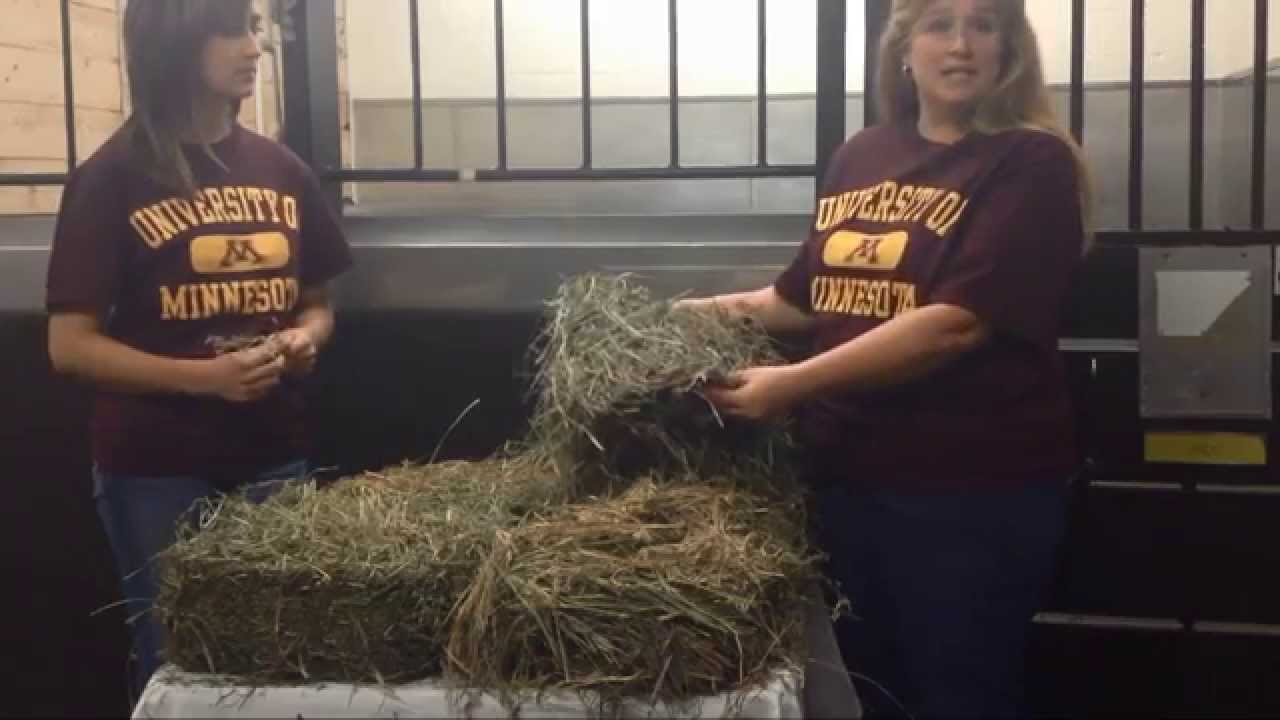 Physically Evaluating Horse Hay