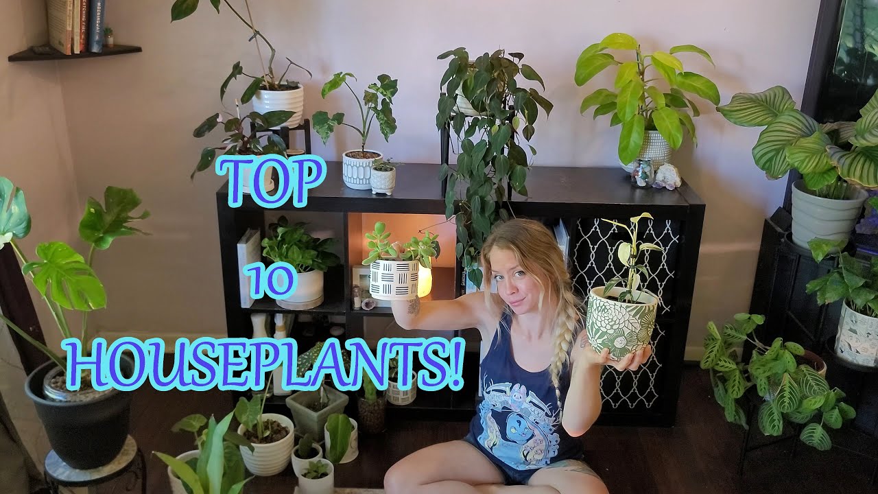 Top 10 Favorite Houseplants Of June | Best Indoor Plants
