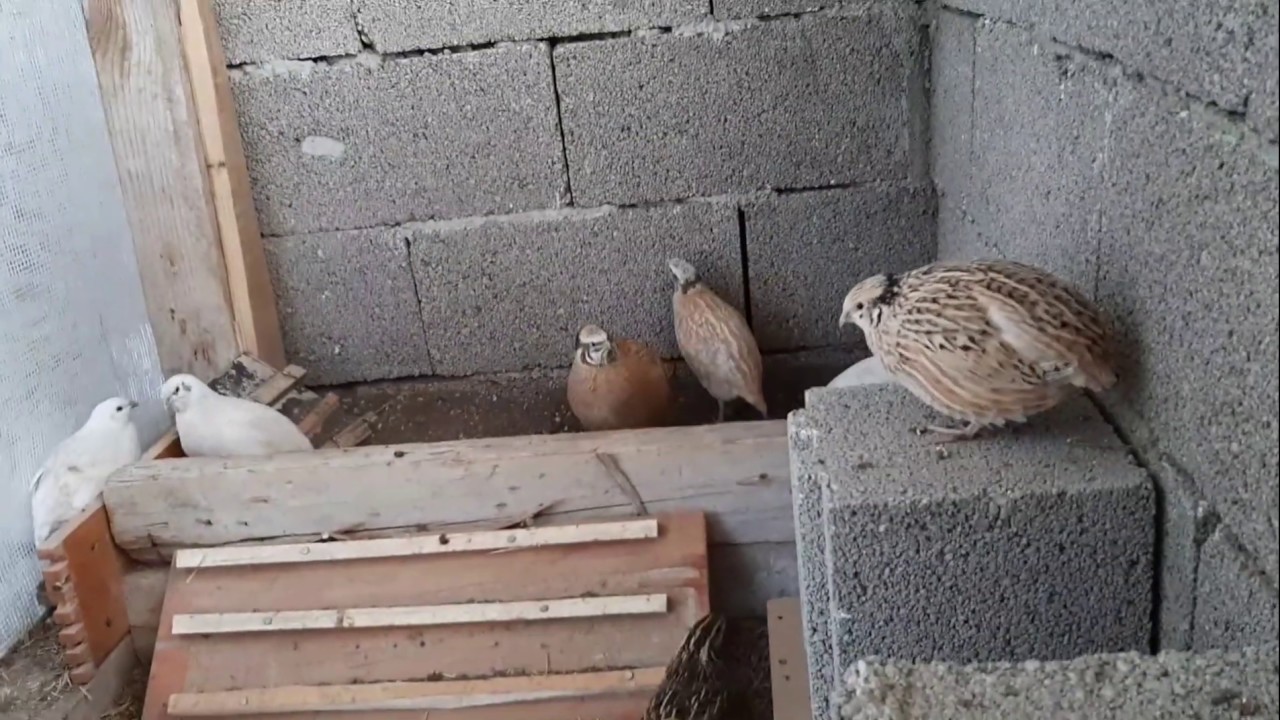 Bıldırcınlar  Hakkında Bilgiler (YENİ KÜMES!!!)