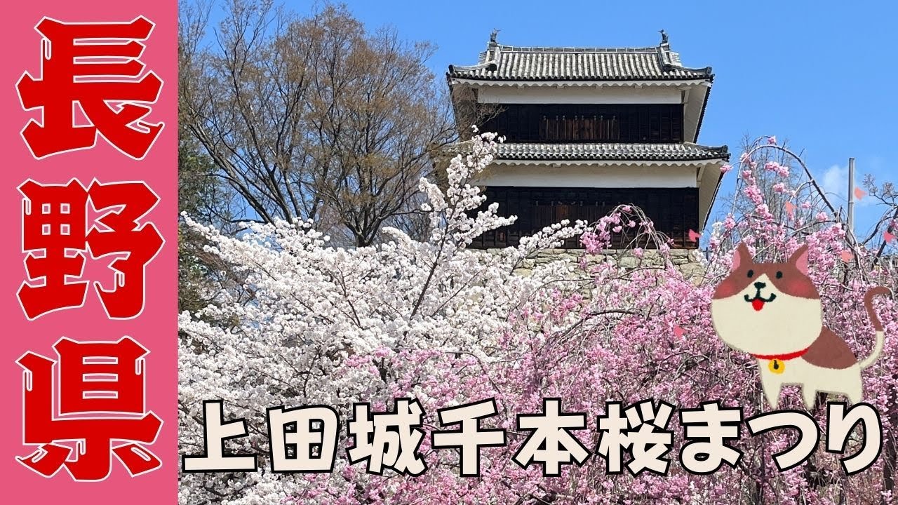 【長野移住】絶景桜スポット 上田城千本桜まつり 感動のお花見散歩♪