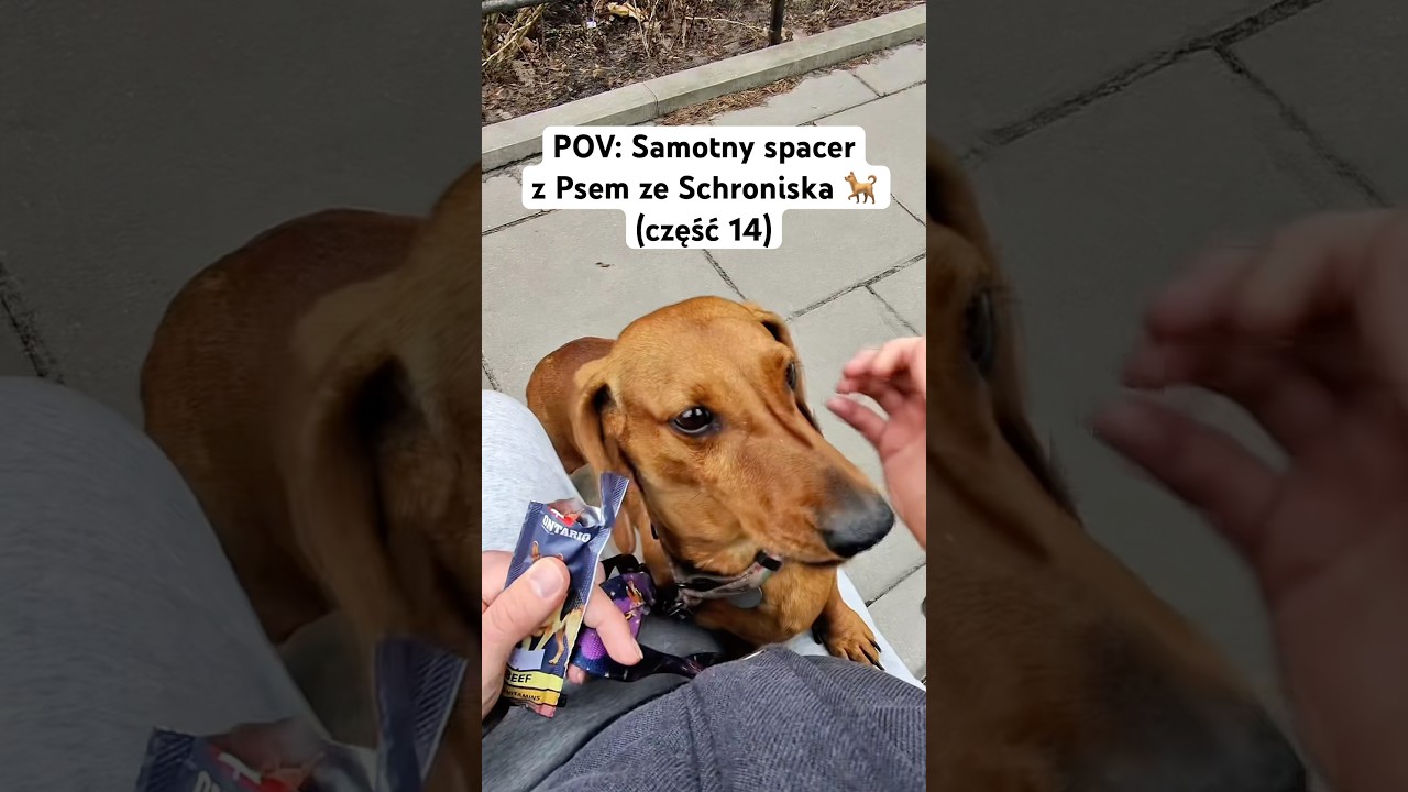 POV: Samotny spacer z Psem ze Schroniska 🐕 (część 14)