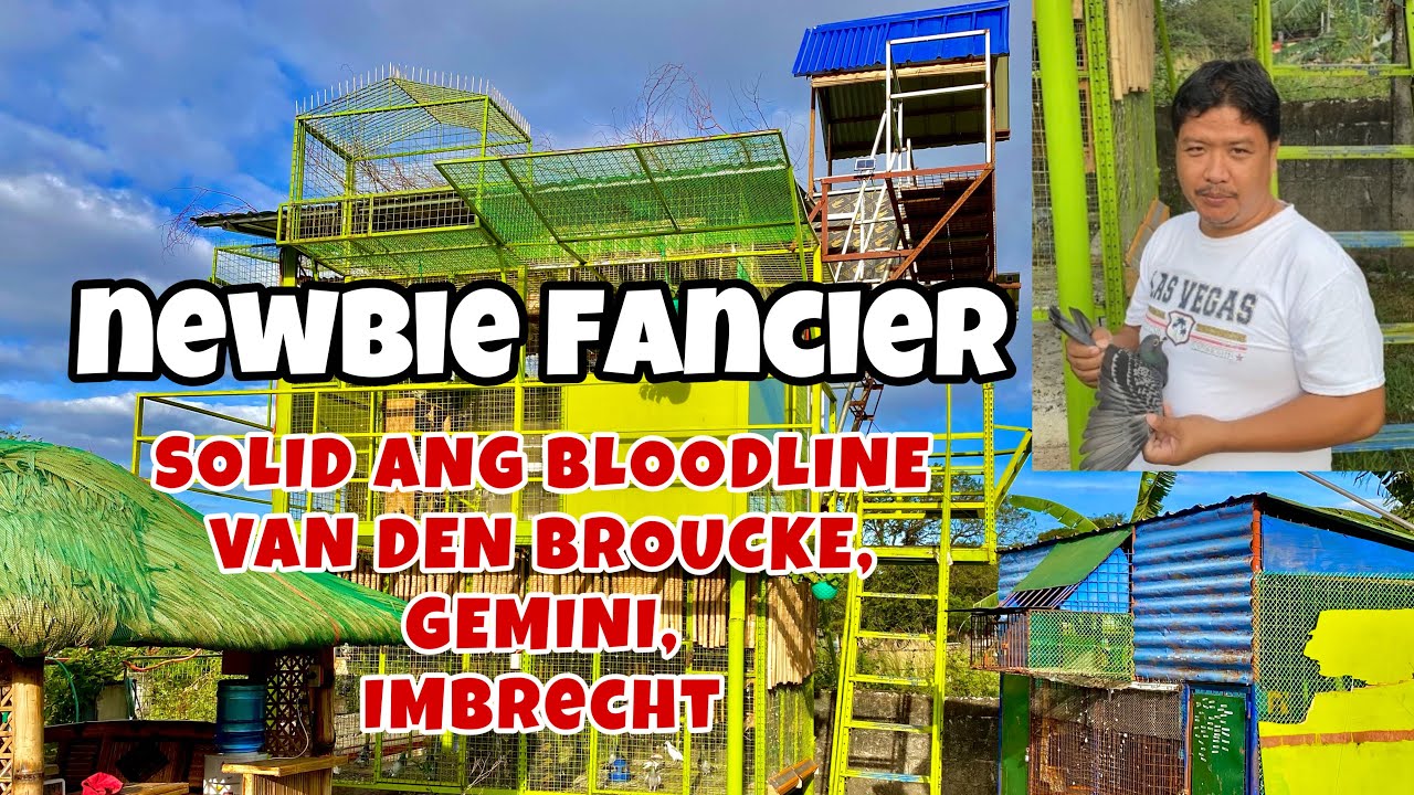 EXEQUIEL PEREZ, NEWBIE FANCIER SOLID ANG BLOODLINE, VDB, GEMINI, IMBRECHT |Reggie Cruz Loft & Aviary