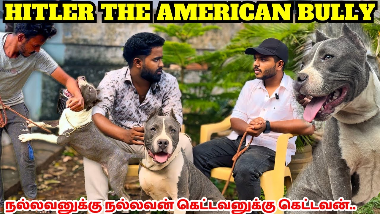 Владение и обзор породы американский булли | Дрессировка американского булли #americanbully #соба...