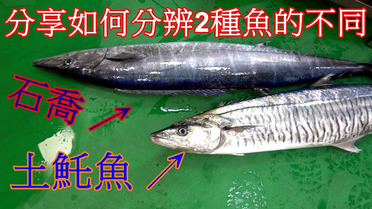 【分享必看】手把手教你如何從外觀分辨土魠魚跟石喬以及切開後的肉質顏色差別