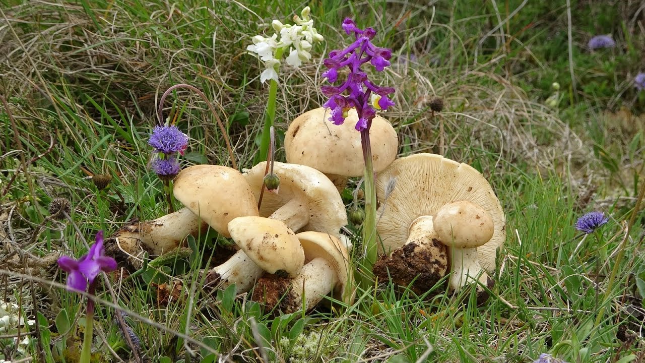 Calocybe gambosa - Perretxiko - Seta de San Jorge -  St George's Mushroom