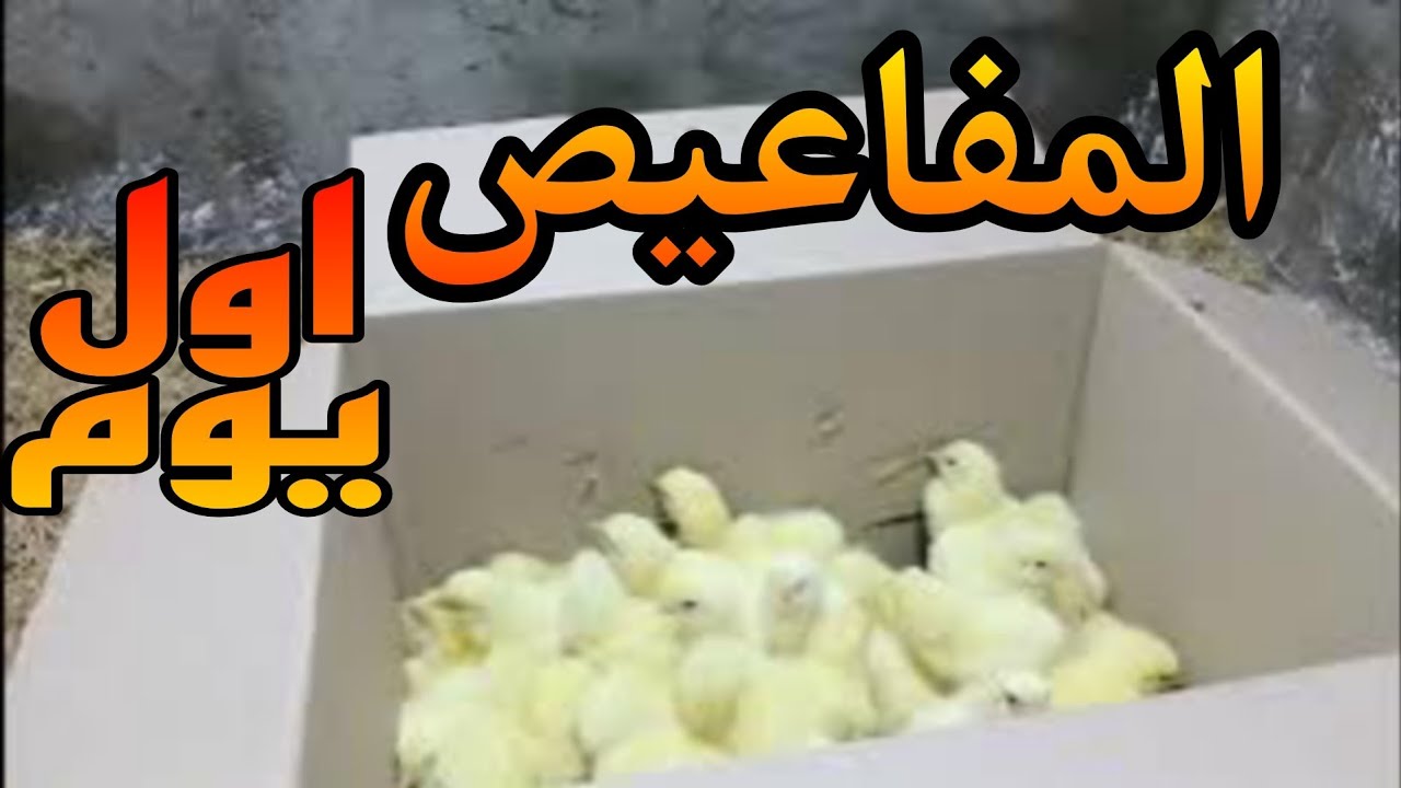 فرز المفاعيص ( الكتاكيت ) اليوم الاول  استقبال نوع الكتكوت 