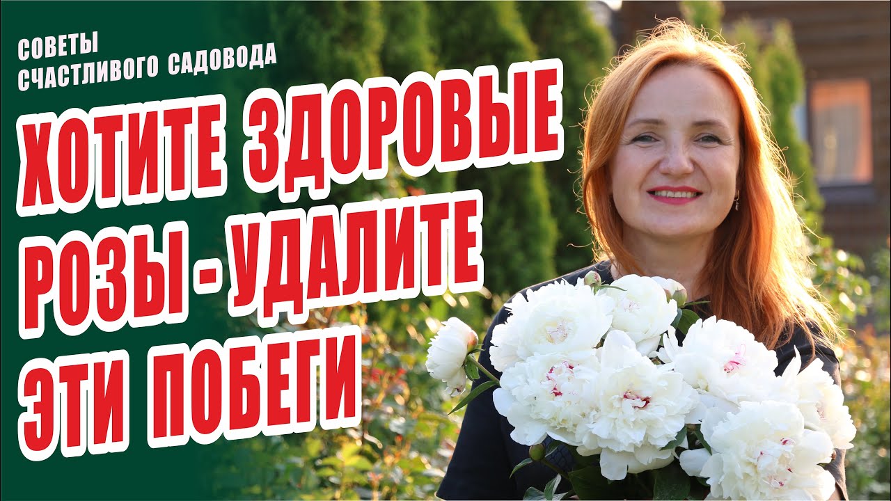 ХОТИТЕ ЗДОРОВЫЕ РОЗЫ - УДАЛИТЕ ЭТИ ПОБЕГИ. СЛЕПЫЕ, НЕРАЗВИТЫЕ, СЛЕПЫЕ НЕРАЗВИТЫЕ ПОБЕГИ. РОЗЫ В САДУ