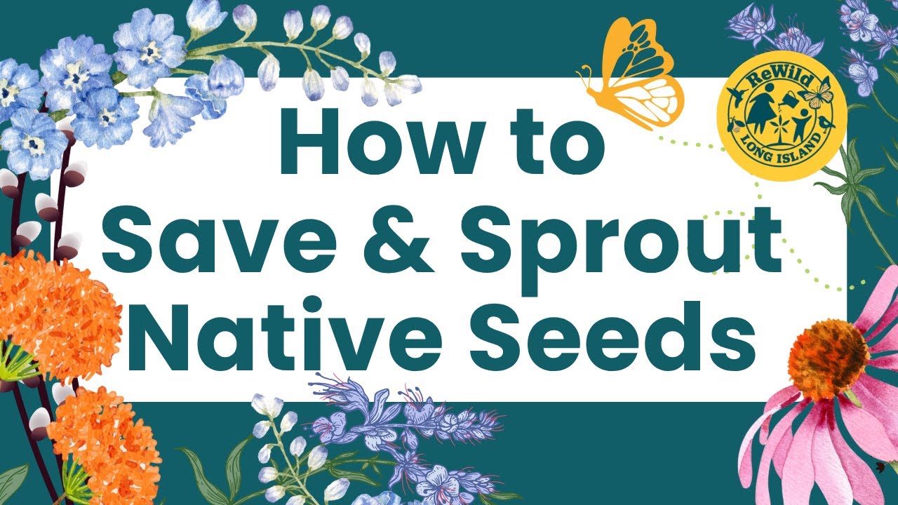 How to Save & Start Native Seeds for Your Pollinator Garden